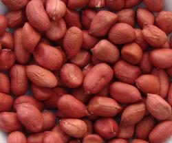 ФЪСТЪК ДРЕБЕН СУРОВ